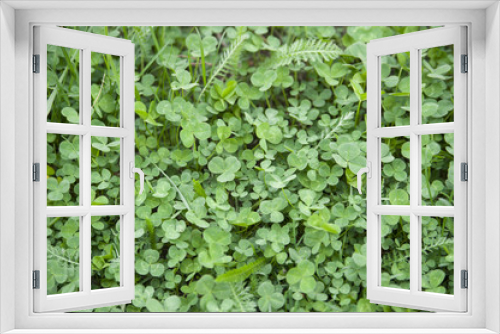 Fototapeta Naklejka Na Ścianę Okno 3D - green clovers textured background