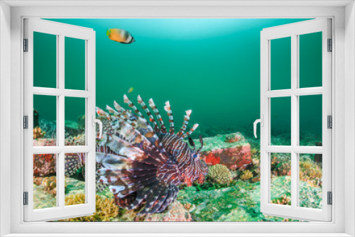 Fototapeta Naklejka Na Ścianę Okno 3D - Lionfish green, murky water