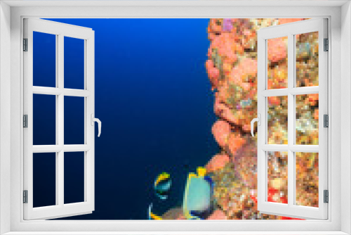 Fototapeta Naklejka Na Ścianę Okno 3D - A beautiful coral encrusted wall on a tropical reef