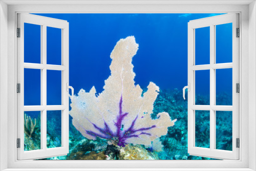 Fototapeta Naklejka Na Ścianę Okno 3D - Purple sea fan on a coral reef