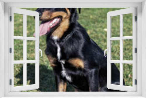 Fototapeta Naklejka Na Ścianę Okno 3D - Beauceron with Australian Shepherd Dog Portrait in Park