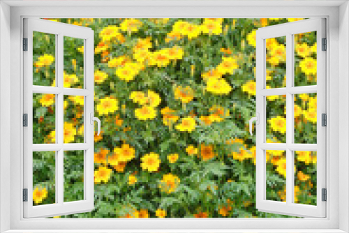 Fototapeta Naklejka Na Ścianę Okno 3D - Blooming Yellow Marigolds (Tagetes) flowerbed