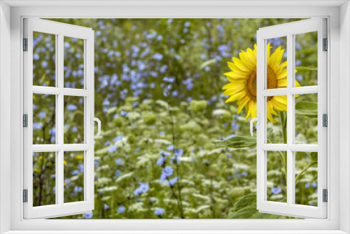 Fototapeta Naklejka Na Ścianę Okno 3D - Sun flower, flower meadow, Ukraine, Western Ukraine