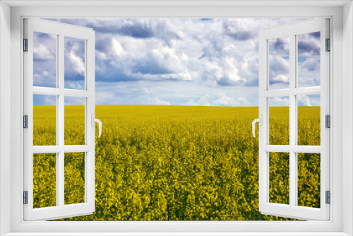 Fototapeta Naklejka Na Ścianę Okno 3D - Yellow field rapeseed in bloom and blue cloudy sky