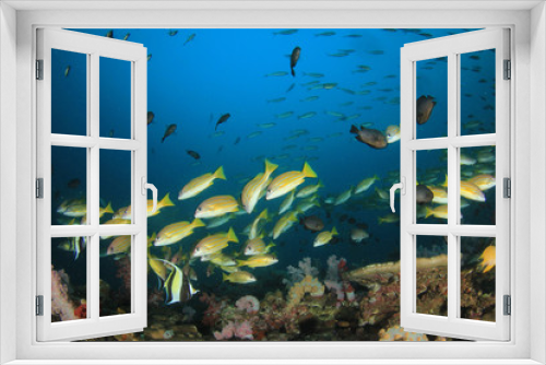Fototapeta Naklejka Na Ścianę Okno 3D - Coral reef underwater. Scuba dive in ocean. Sea fish on colourful reef