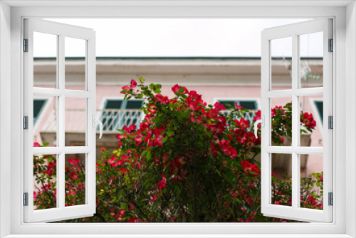Fototapeta Naklejka Na Ścianę Okno 3D - Pink flowers in front of a pink house in Cinque Terre, Italy.
