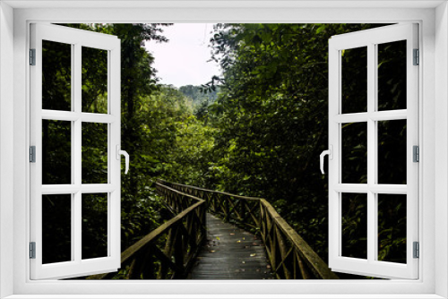 Fototapeta Naklejka Na Ścianę Okno 3D - Dense jungle