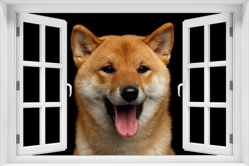 Fototapeta Naklejka Na Ścianę Okno 3D - Close-up Portrait of head Shiba inu Dog, Looks Happy, Isolated Black Background, Front view