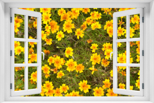 Fototapeta Naklejka Na Ścianę Okno 3D - Marigold (Tagetes Tenuifolia) on Flower Bed