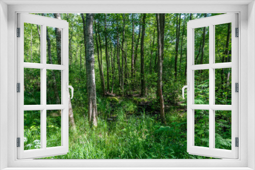 Fototapeta Naklejka Na Ścianę Okno 3D - Summer morning in a green forest