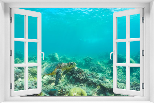 Fototapeta Naklejka Na Ścianę Okno 3D - Underwater world landscape, underwater coral. Colorful coral reef and blue clear water with sunlight and sunbeam. Maldives underwater wildlife, marine life, adventure snorkeling. 