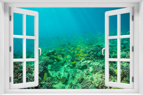 Fototapeta Naklejka Na Ścianę Okno 3D - Underwater world landscape, underwater coral. Colorful coral reef and blue clear water with sunlight and sunbeam. Maldives underwater wildlife, marine life, adventure snorkeling. 