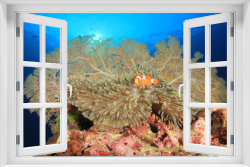 Fototapeta Naklejka Na Ścianę Okno 3D - Coral, anemone, clownfish fish