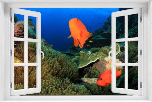 Fototapeta Naklejka Na Ścianę Okno 3D - Tomato Anemonefish clownfish fish