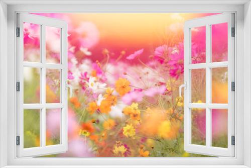 Fototapeta Naklejka Na Ścianę Okno 3D - Sunset of cosmos flower gaeden