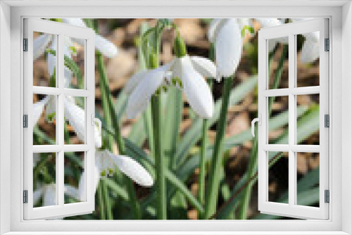 Fototapeta Naklejka Na Ścianę Okno 3D - Snowdrops in bloom