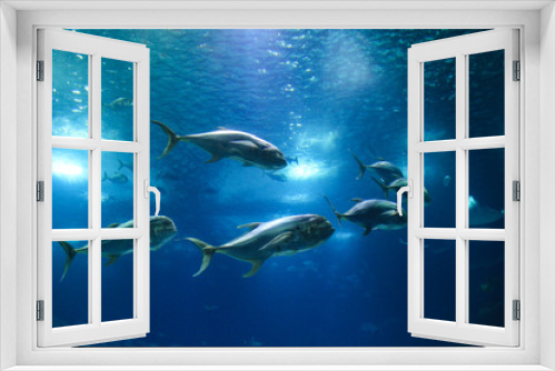 Fototapeta Naklejka Na Ścianę Okno 3D - Fish in oceanarium in Lisbon Portugal