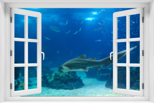 Fototapeta Naklejka Na Ścianę Okno 3D - Fish in oceanarium in Lisbon Portugal