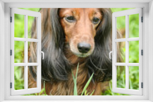 Fototapeta Naklejka Na Ścianę Okno 3D - Dachshund