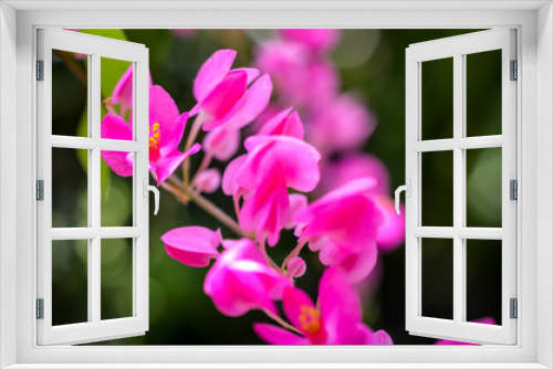 Fototapeta Naklejka Na Ścianę Okno 3D - pink bougainville tropical flower closeup shot