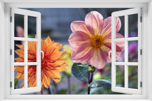 Fototapeta Naklejka Na Ścianę Okno 3D - Chrysanthemum in garden