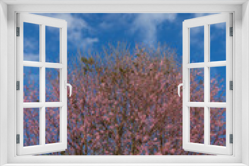 Fototapeta Naklejka Na Ścianę Okno 3D - Cherry Blossom Trees
