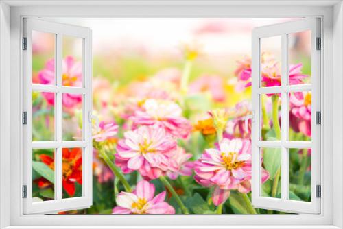 Fototapeta Naklejka Na Ścianę Okno 3D - pink floral in garden , flower zinnia elegans , color nature background