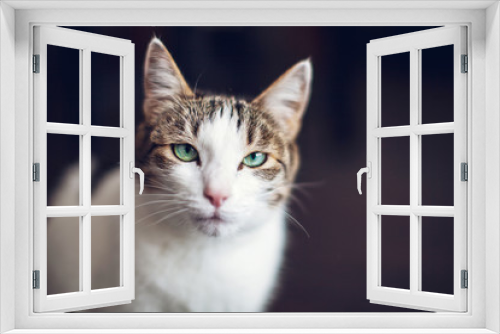 Fototapeta Naklejka Na Ścianę Okno 3D - Cat at home