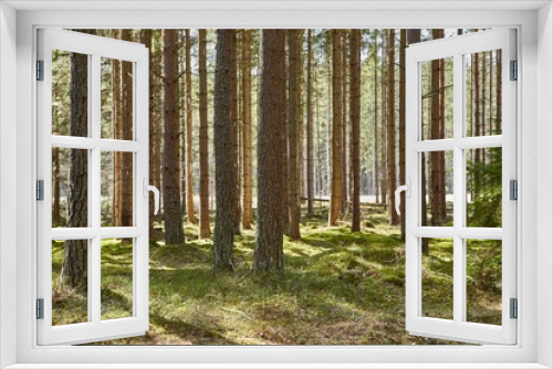 Fototapeta Naklejka Na Ścianę Okno 3D - Forest of Pines