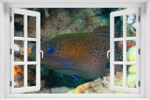 Fototapeta Naklejka Na Ścianę Okno 3D - Moray eel
