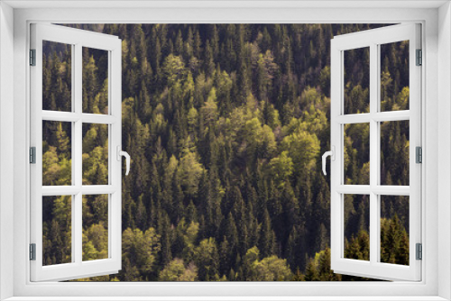 Fototapeta Naklejka Na Ścianę Okno 3D - Forest on the mountain
