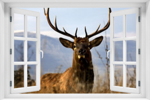 Fototapeta Naklejka Na Ścianę Okno 3D - Big Elk With Large Rack of Horns National Bison Range Charlo Mon