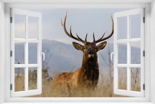 Fototapeta Naklejka Na Ścianę Okno 3D - Large Male Elk with Large Rack National Bison Range Charlo Monta