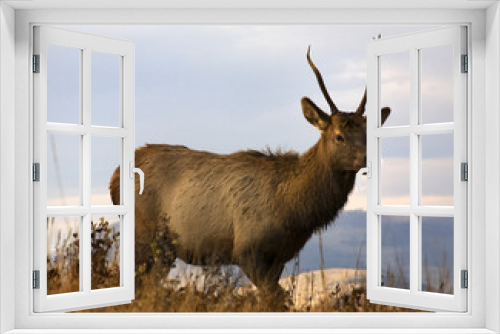 Fototapeta Naklejka Na Ścianę Okno 3D - Young Male Elk National Bison Range Charlo Montana