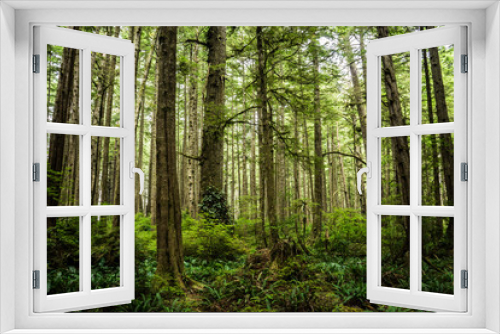 Fototapeta Naklejka Na Ścianę Okno 3D - Forest in Ozette at Olympic National Park