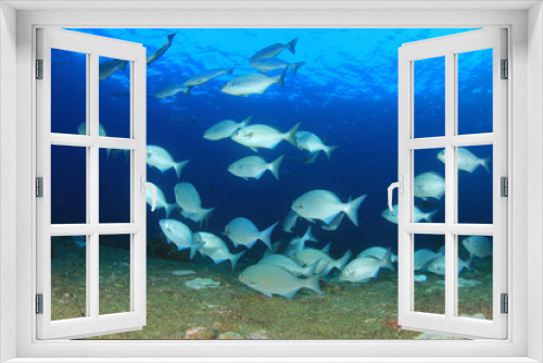 Fototapeta Naklejka Na Ścianę Okno 3D - Underwater coral reef and fish in ocean
