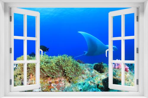 Fototapeta Naklejka Na Ścianę Okno 3D - Manta Ray comes to cleaning station. Manta ray swims over coral reef with fish