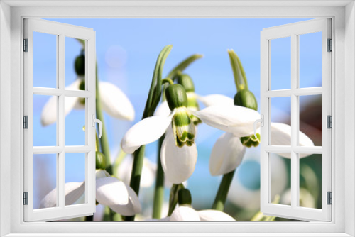Fototapeta Naklejka Na Ścianę Okno 3D - first snowdrops, spring primroses
