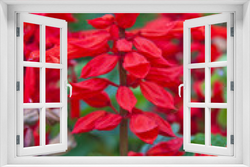 Fototapeta Naklejka Na Ścianę Okno 3D - Red salvia blooming