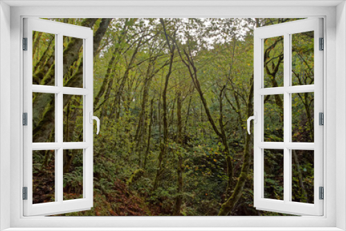 Fototapeta Naklejka Na Ścianę Okno 3D - Oregon Forest