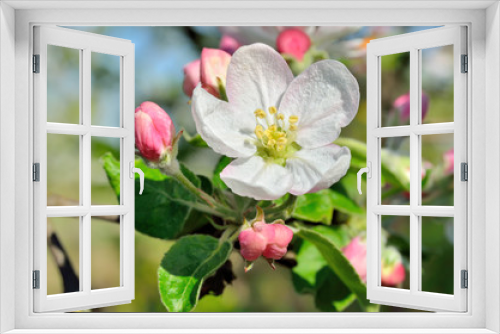 Fototapeta Naklejka Na Ścianę Okno 3D - Young apple-tree flowers in the spring garden