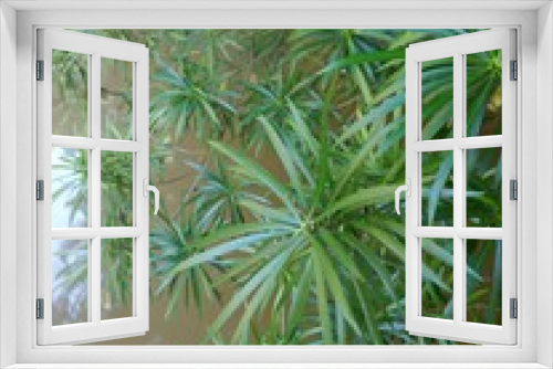 Fototapeta Naklejka Na Ścianę Okno 3D - plant