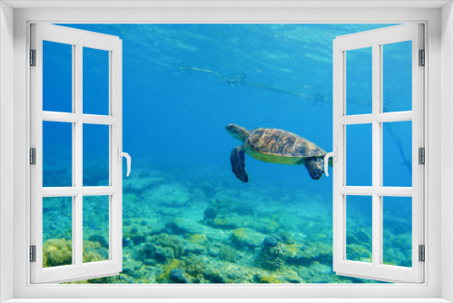 Fototapeta Naklejka Na Ścianę Okno 3D - Snorkeling in tropic lagoon. Wild turtle swimming underwater in blue tropical sea.