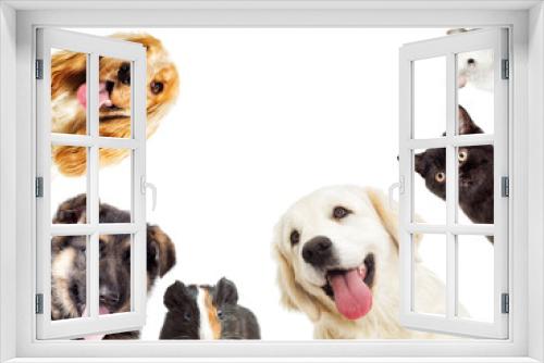 Fototapeta Naklejka Na Ścianę Okno 3D - set pet peeping on a white background
