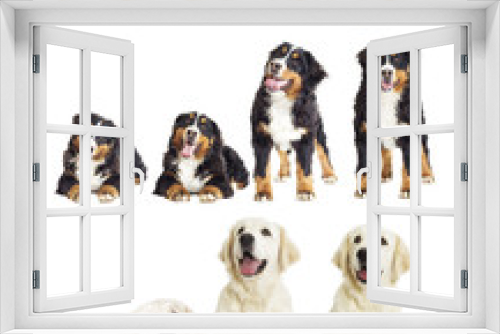 Fototapeta Naklejka Na Ścianę Okno 3D - Group of purebred dogs