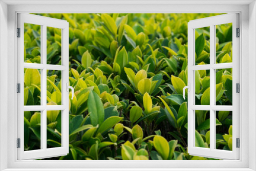Fototapeta Naklejka Na Ścianę Okno 3D - Little green plants.