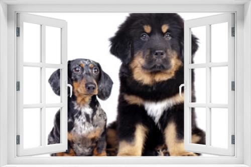 Fototapeta Naklejka Na Ścianę Okno 3D - Big and small dog, dachshund and Tibetan mastiff