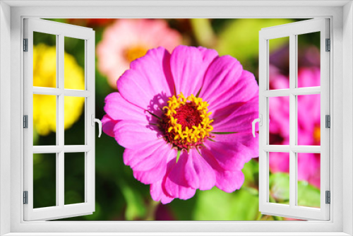 Fototapeta Naklejka Na Ścianę Okno 3D - Beautiful zinnia flower