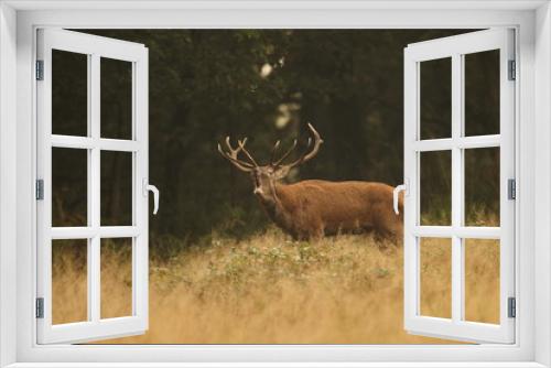 Fototapeta Naklejka Na Ścianę Okno 3D - animal