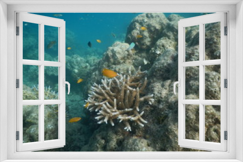 Fototapeta Naklejka Na Ścianę Okno 3D - Sea Life With Cora;
